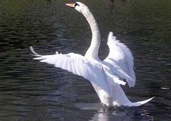 Immagine profilo di white-swan